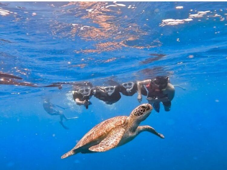 石垣島　シュノーケル　ツアー　ウミガメ